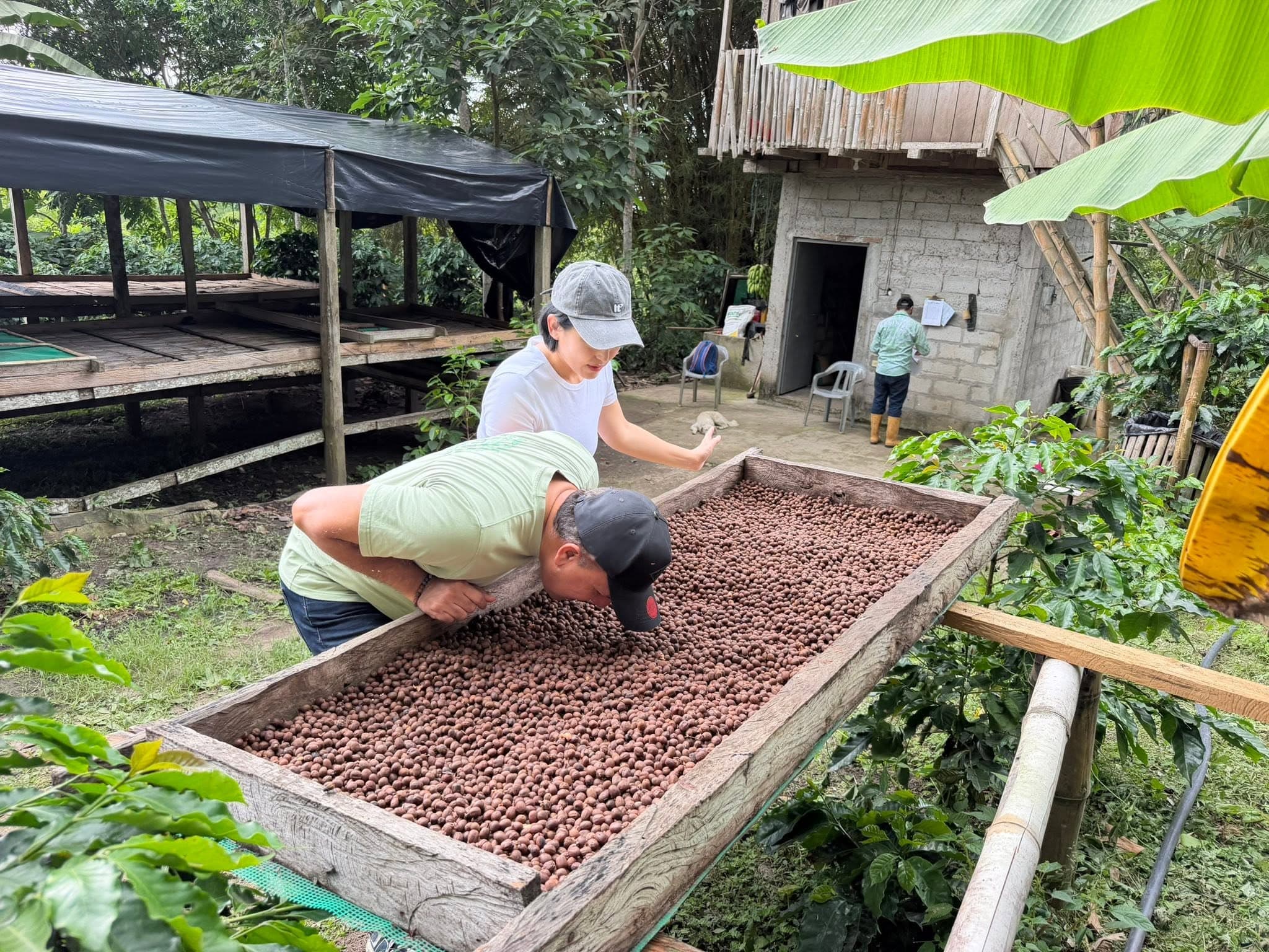 Productores de ANECAFÉ seleccionando café en secado en una finca ecuatoriana