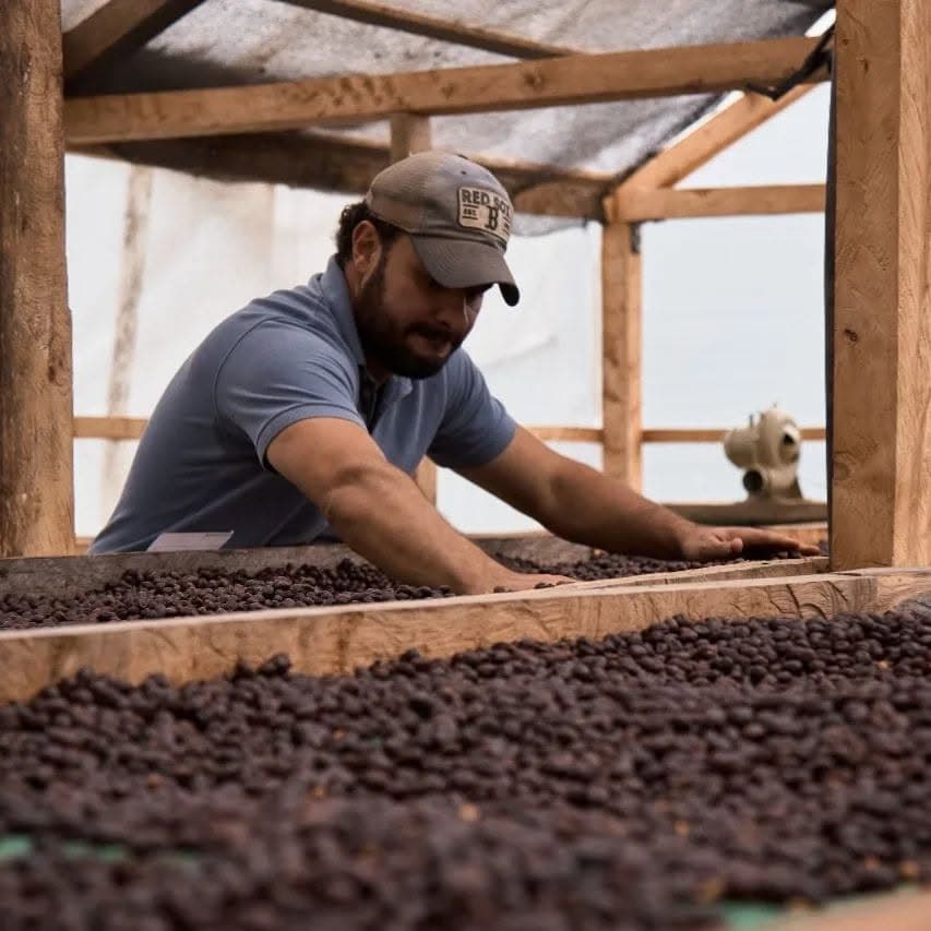 Productor de ANECAFÉ trabajando café en camas de secado bajo una estructura de madera