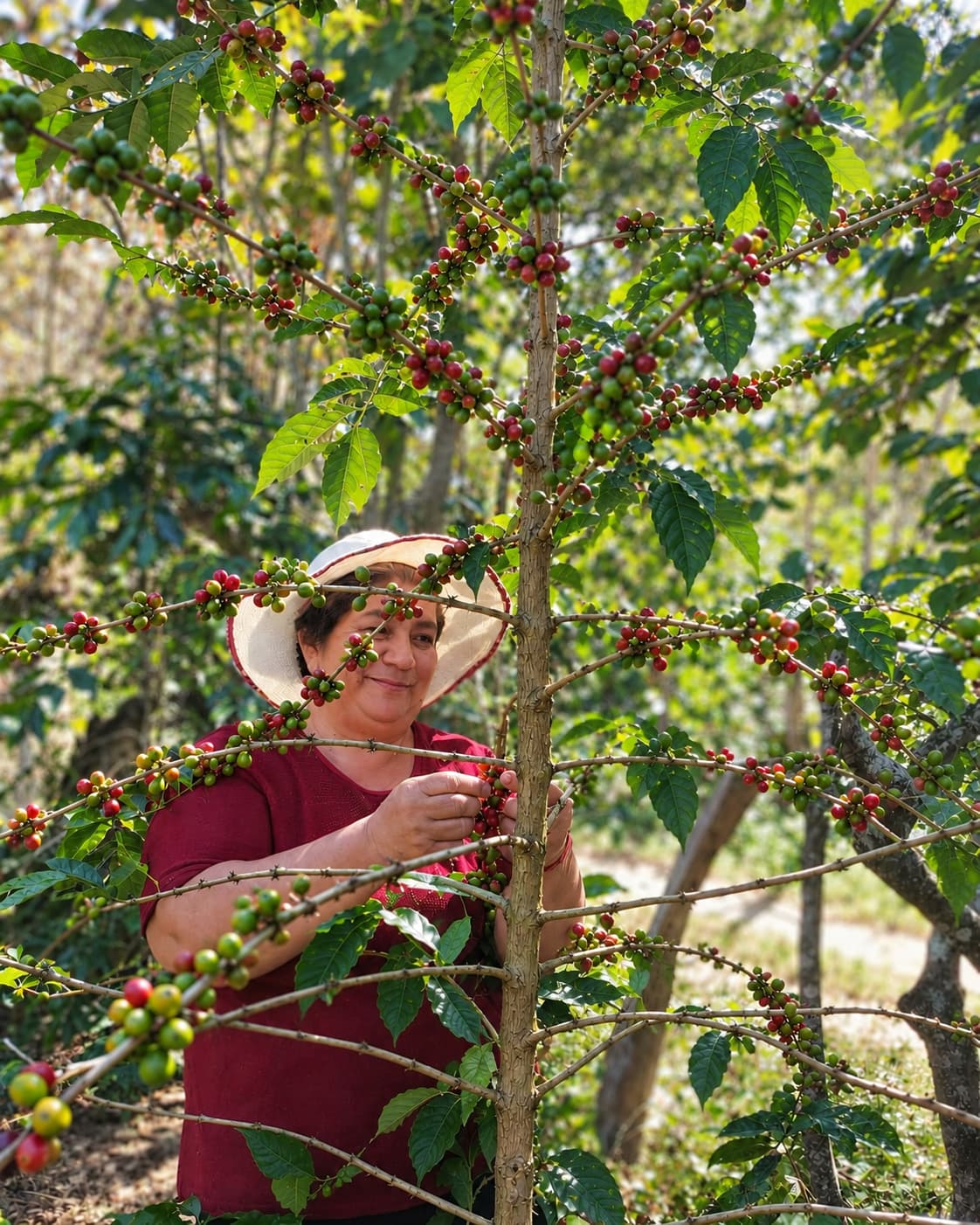 Productora cafetalera ecuatoriana cosechando cerezas de café a mano en el cafetal