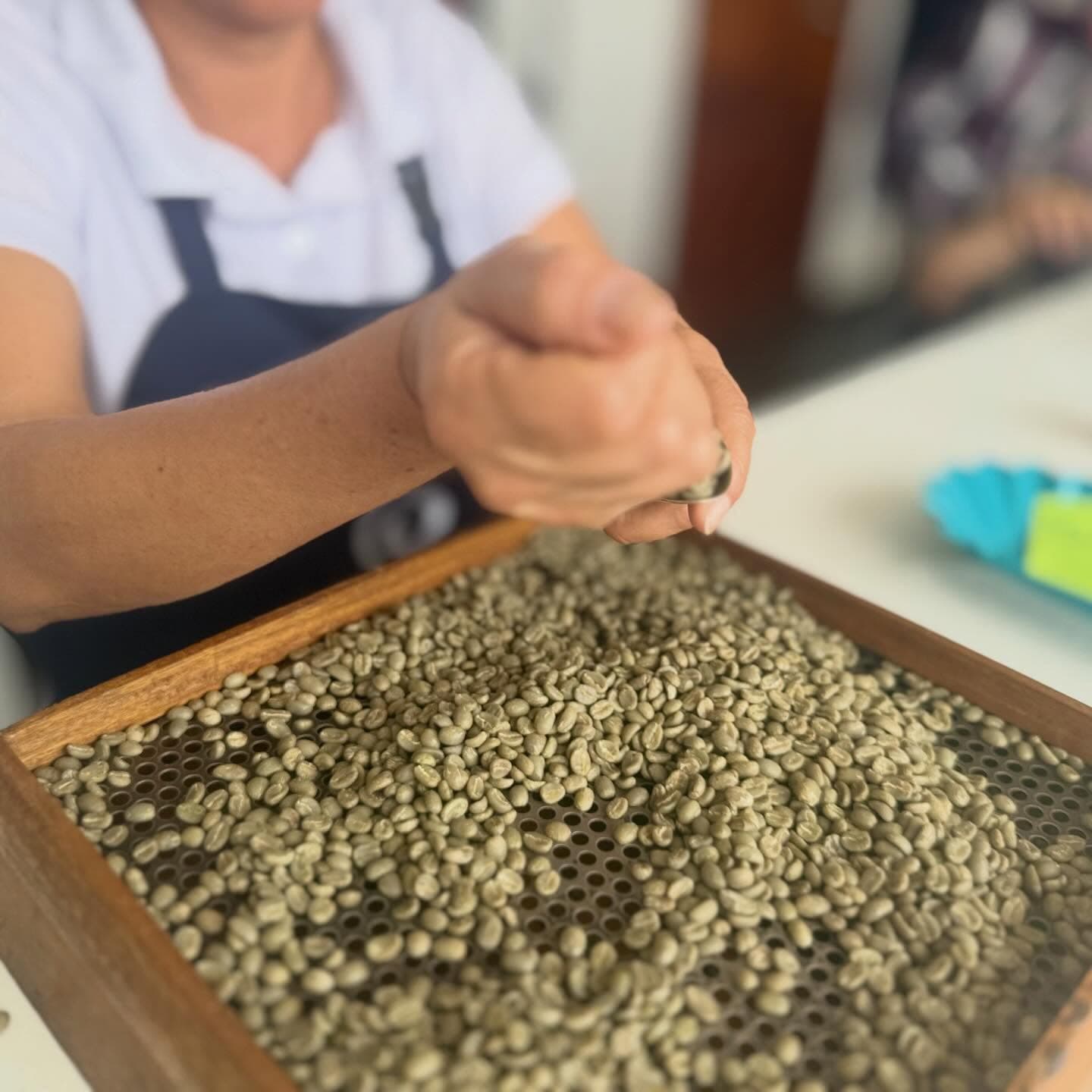 Selección manual de café verde en una bandeja de muestreo durante Taza Dorada